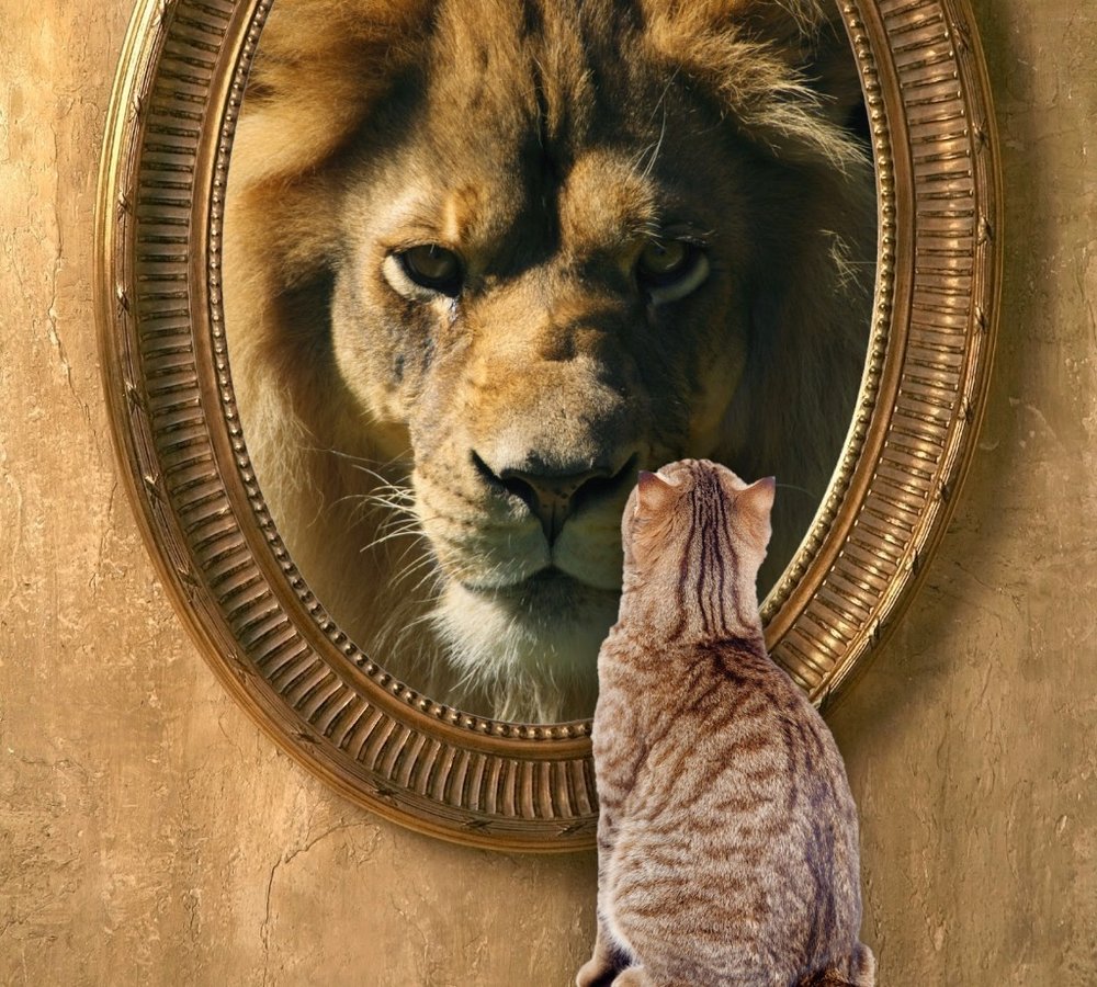 cat-looking-in-mirror-sees-lion