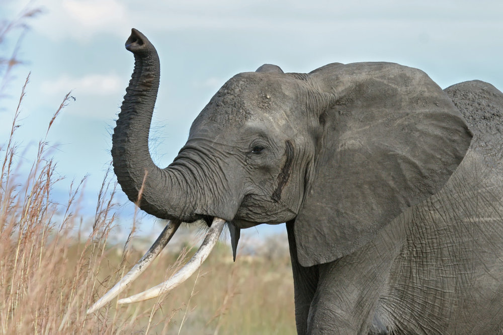 elephant_warning_raised_trunk