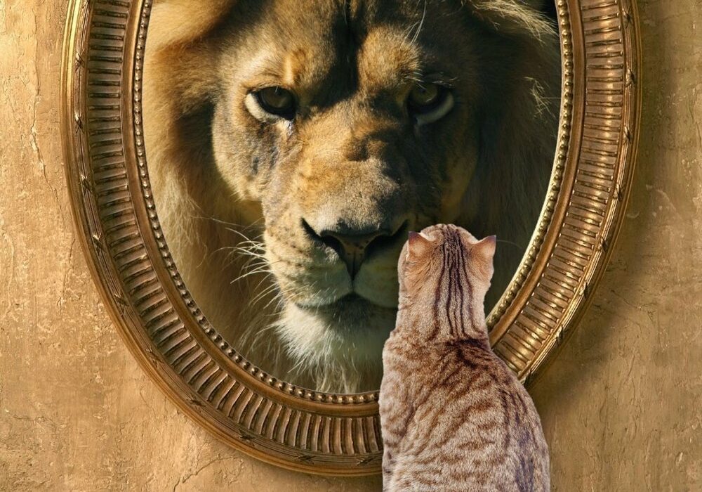 cat-looking-in-mirror-sees-lion