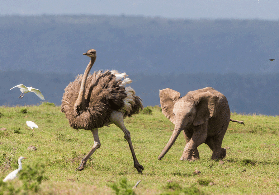 elephant and ostrich