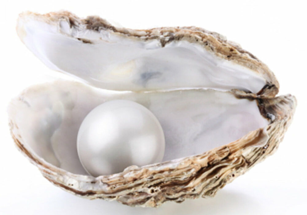 pearl oyster